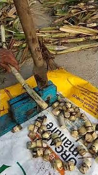 Sugarcane bud cutting with cutter