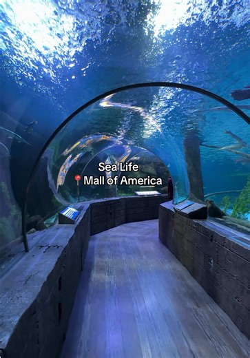 Sea Life 📍Mall of America Located inside the Mall of America, Highlights include: ⭐️A 300-foot ocean tunnel providing panoramic views of sharks, sea turtles, and other marine life. ⭐️Themed zones like Seahorse Kingdom and Jellyfish Discovery. ⭐️Interactive touch pools and a walk-through forest experience with various aquatic and terrestrial species. ##sealife##sealifemoa##mallofamerica##minnesota##minnesotathingstodo##familyfun