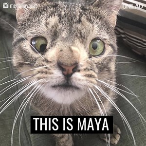 4.9M views · 137K reactions | This cat was abandoned because of the way she looks, but now she's living the dream  | UNILAD | Facebook