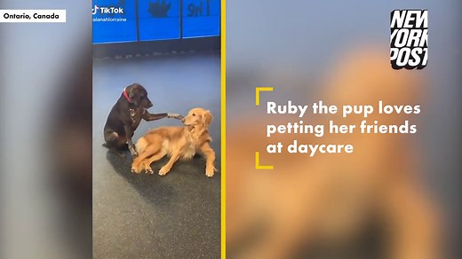 Dog hilariously pets other dogs at daycare 