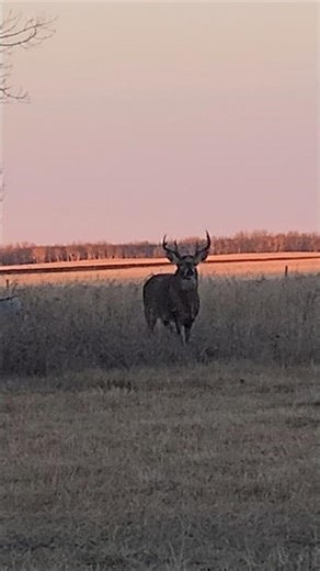White tail opening day #Saskatchewan #hunting