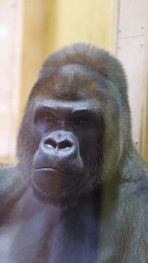 Meet Shabani world's most handsome gorilla | Terra Facts