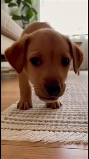 Cuteness Overall ❤️#dog #babydog #cutedog