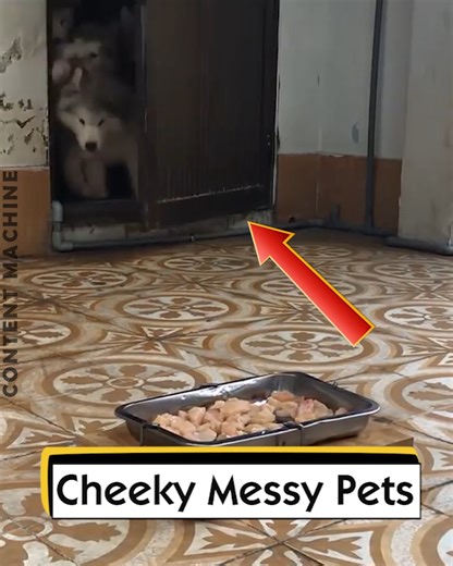 6.6K views · 31 reactions | Cheeky Messy Pets | Content Machine | Facebook