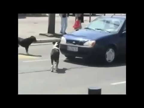Thug Life Dog