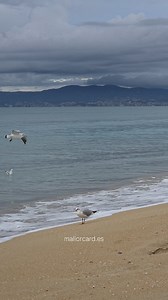 mallorcard.es 🌊 Just watching the waves and how the sea keeps moving. It honestly feels like a fast battery charger for the soul. Where do you recharge best on Mallorca? 🏝️ | Playa de Palma, Mallorca