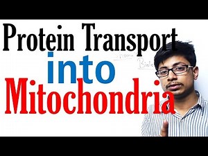 Protein transport in mitochondria
