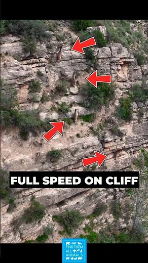 Mountain Goats Running Full Speed on Cliff 🐐 This Is Insane