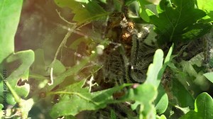 Oak Trees infested with larvae caterpillars. Toxic caterpillar infestation plagues.
