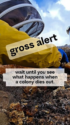 Wait until you see this... This a great example of what happens when a colony sadly dies. As a specialist bee remover working in Cornwall and South Devon I get to work with some amazing colonies, sadly this isn't 1 of them but it does share with us a textbook scenario of what happens when the bees colony dies. I hear too often that people have been recommend to leave bees to die out over winter when they are in houses, (NOT the case here at all) Its such poor advice, sure the bees may die as onl