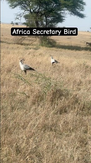 Two Majestic Secretary Birds Walking in Seronera | Serengeti Safari Moments #africawildlife
