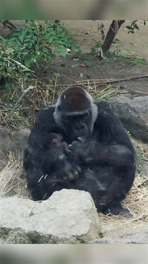 Mom and Baby Gorilla Playtime in the Park