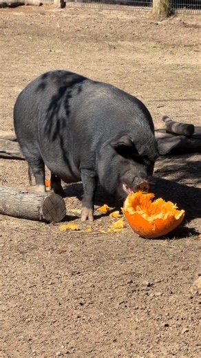 7.3K views · 384 reactions | Good day to be Juniper the guinea hog, bad day to be a pumpkin!  How do you prepare for spooky season? Juni’s diving snout-first into the pumpkins... no spice necessary.  | Oakland Zoo | Facebook