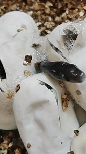 Baby Black Mamba emerging from egg #reptiles #animal #snake #wildlife #blackmamba #hatchling