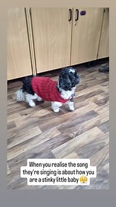 Prince secretly likes all his silly nicknames and the songs we make up for him, almost as much as he likes to model little jumpers 🐾 #islaydogrescue #rescuedogsofinstagram #funnydogs #rescuedogs #dogrescue #dogstagram #dogsofinstagram #shihtzu #olddog #dogmemes #fypreels #cutedog #adoptdontshop #adoptme | Islay Dog-Rescue