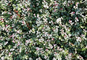 How to Plant Asian Jasmine Ground Cover