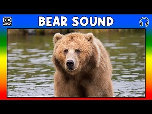 🐻 BEAR SOUND - BEAR SOUND EFFECT - SOUND OF BEAR - NOISE OF BEAR