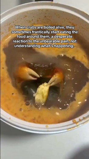 Crab Boiled Alive