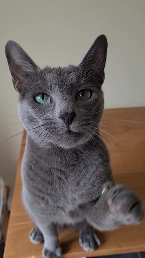 Kira the Russian Blue on TikTok