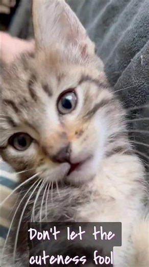 It’s Princess Buttercup 👸 🐱 #cat #babyanimal #fyp #viral