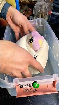 Follow the link! 👉 https://www.makeship.com/products/ball-python-cuddle-noodle #molinarosnakelab