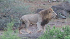 328K views · 3.8K reactions | Watch lion on a Mission. | Nombekana Safaris and Wildlife Photography | Facebook