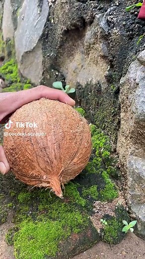Mastering Coconut Shell Opening Techniques