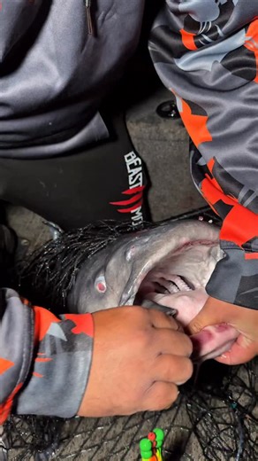 34K views · 193 reactions | This is why I use 10/0 circle hooks and jumbo takedown rigs. That part of the lip is very bones and hard for a hook to penetrate so you want to have a hook gap wide enough just in case it’s not hooked in the corner of the mouth | Haz Life Fishing | Facebook