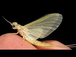 Tying the Light Cahill