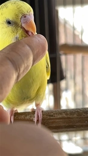 Day-362 When It’s My Turn, Even God Wears Earphones… 🥺💔 | Budgies Emotional Story #Budgies