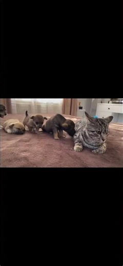 POV: Dog And Cat Meet For The First Time