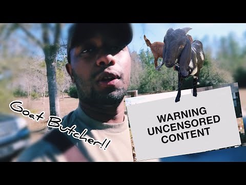 How to Butcher a Goat on the Farm Humanely (Must Watch)/ Farming in Reel Time