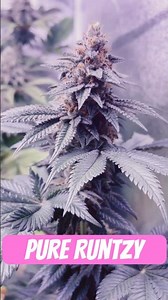 Fette Main Cola Pure Runtzy Strain #420 #seedtoharvest #crazybud
