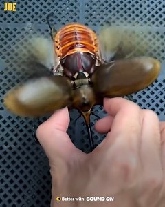 81K views · 283 reactions | The fascinating world of beetles 者 | JOE.co.uk | Facebook