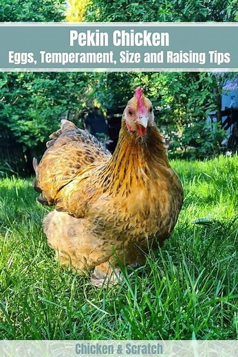 Pekin Chicken: Eggs, Temperament, Size and Raising Tips