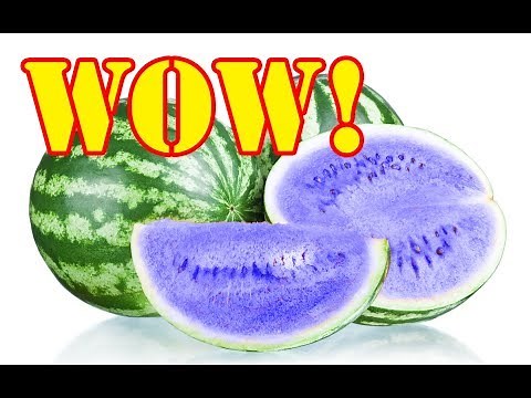 Blue Watermelons! No Way! I Want to Grow These!