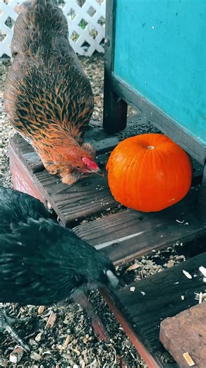 #chickens #pumpkin #fallvibes #fyp #snack Pumpkin Breakfast for the dinos