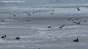 5.5K views · 126 reactions | FEEDING FRENZY! This pod of pelicans was spotted snacking in Ponce Inlet on the central Florida coast. Even some seagulls joined in! https://bit.ly/3OJfIht | WFLA News Channel 8 | Facebook
