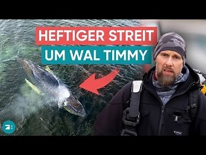 Whale drama in the Baltic Sea: Why there was a sudden argument over Timmy | :DECODED