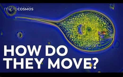 原生动物是如何移动的？-How Do Protozoa Get Around?-微观世界之旅全6季160集（持续更新中）