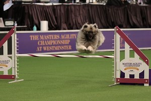 547K views · 26K reactions | Looking back at one of the most unique breeds to compete at the Masters Agility competition, Skye, a Keeshond, had an awesome run in the 16"Class back in the 2019 #WestminsterDogShow.  Take a look at this agility run brought to you by Purina Pro Plan. | Westminster Kennel Club Dog Show | Facebook