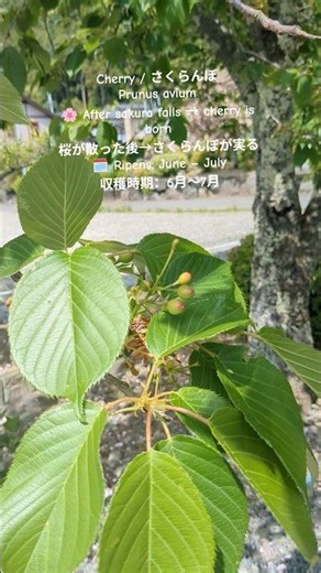 After Sakura, Baby Cherries Are Born- Cherry / さくらんぼPrunus avium