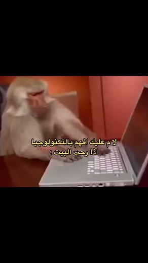 Funny Monkey Typing on Laptop in Indoor Setting