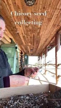 Chicory Seeds #garden