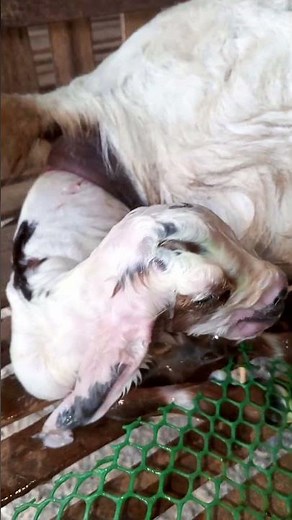 Newborn Goat Baby Coming | First Moments After Birth | Cute Farm Animal Life