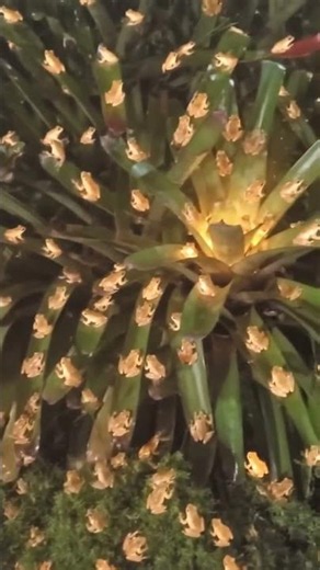 Thousands of Coquí Frogs Singing at Night! 🐸🌙