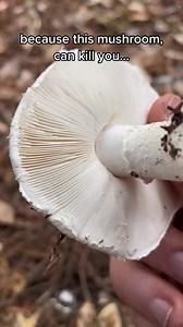 453K views · 10K reactions | Check out the cottony cap of this pure...