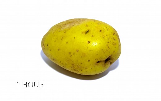 【食物腐败过程】土豆的腐败过程~~