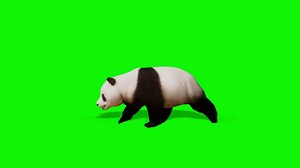 Panda Running On Green Screen Stock Motion Graphics SBV-347562190 - Storyblocks