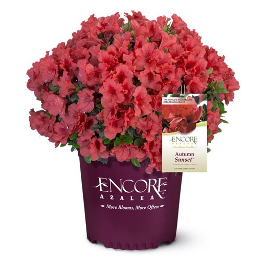Reviews for ENCORE AZALEA 3 Gal. Autumn Sunset Azalea Shrub with Reblooming Orange-Red Flowers - Low-Maintenance Evergreen Plant | Pg 4 - The Home Depot